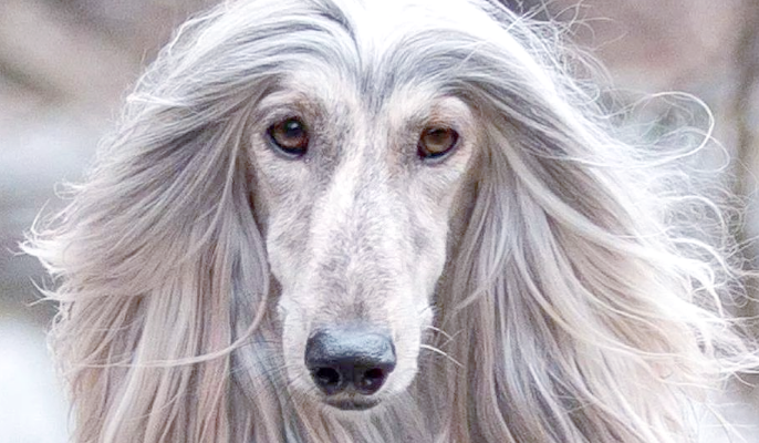 阿富汗猎犬:拥有古老血统与贵族气质的多样猎犬 阿富汗猎犬:拥有古老血统与贵族气质的多样猎犬