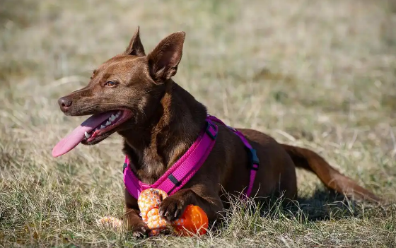 马犬的战斗力究竟有多强? 马犬的战斗力究竟有多强?