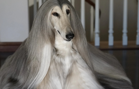 阿富汗猎犬多少钱一只？大概价格多少？