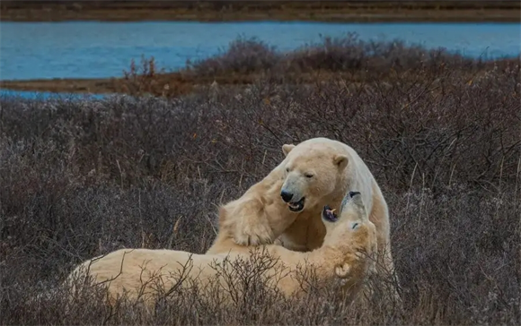 什么样的北极熊 什么样的北极熊