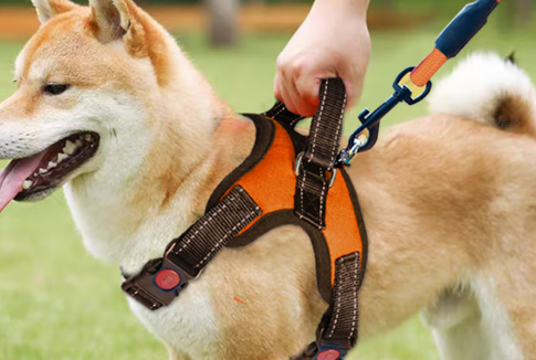 磊嘉胸背带革新宠物出行体验 舒适安全双升级 磊嘉胸背带革新宠物出行体验 舒适安全双升级