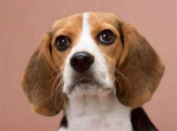 比较贪吃的比格犬应该怎么养呢