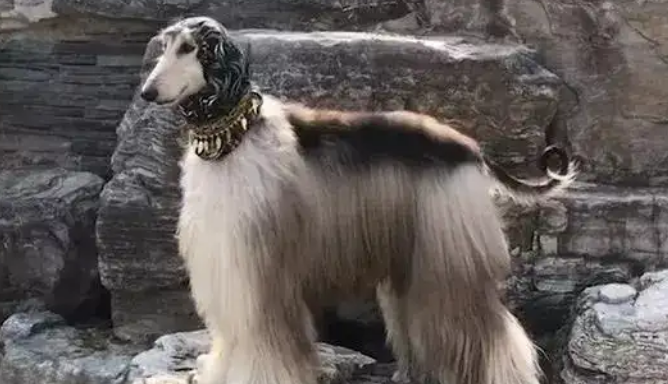 时尚界的宠儿——阿富汗猎犬，你见过吗？