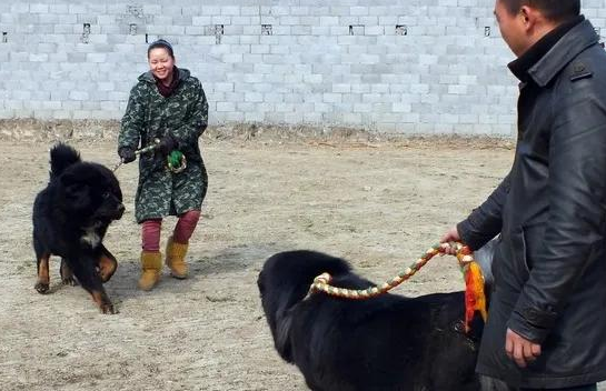 一文了解藏獒犬的特性