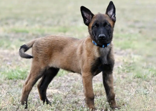 马犬是否属于烈性犬？