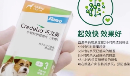 可立奥驱虫药涂在狗哪个位置