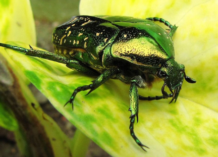 金龟子的社会行为与群体互动 金龟子的社会行为与群体互动