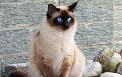 想要了解巴厘猫吗？本文将为您提供全面介绍与指南