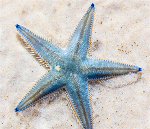 什么样的海星可以吃