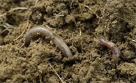 用牛粪怎样养蚯蚓