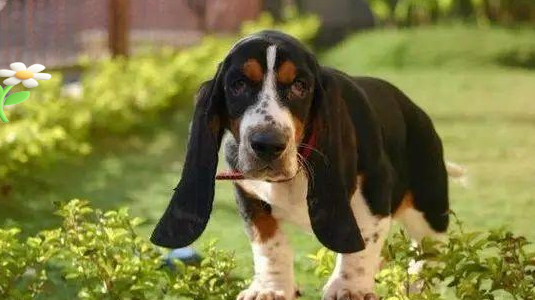 巴吉度犬：家庭中的忠实伙伴与智慧使者