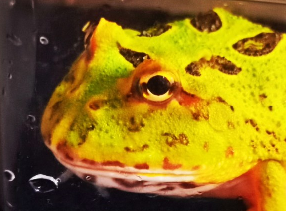 如何挑选一只健康的角蛙？