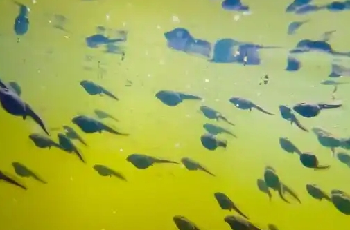 蝌蚪的特征是什么