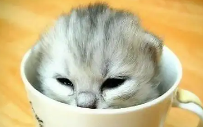 宠物茶杯猫的快来看看挑选，快来看看