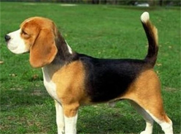 揭秘比格犬:那些你不知道的事儿! 揭秘比格犬:那些你不知道的事儿!