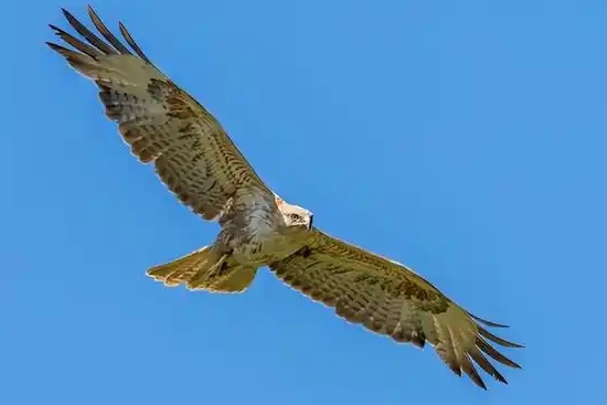 澳大利亚有鹰吗 澳大利亚有鹰吗