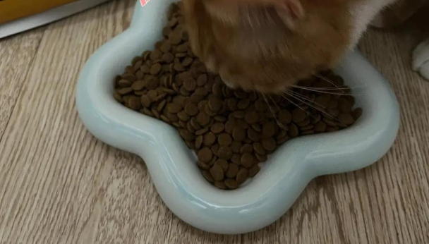 国产猫粮推荐:宠率C42猫粮,性价比之选! 国产猫粮推荐:宠率C42猫粮,性价比之选!
