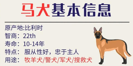 每天认识一只新狗狗：马犬的那些事儿
