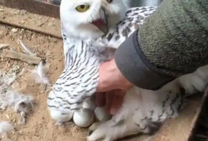 猫头鹰产蛋吗