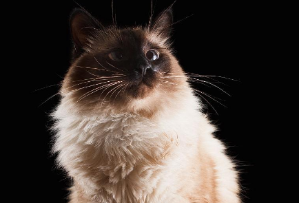 从多个方面介绍一下巴厘猫! 从多个方面介绍一下巴厘猫!