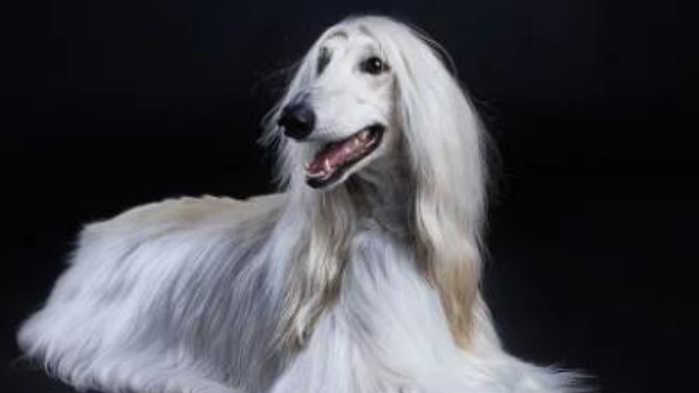 阿富汗猎犬:优雅的东方贵族! 阿富汗猎犬:优雅的东方贵族!