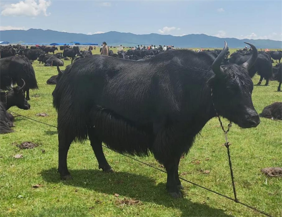 成年牦牛多少钱一只