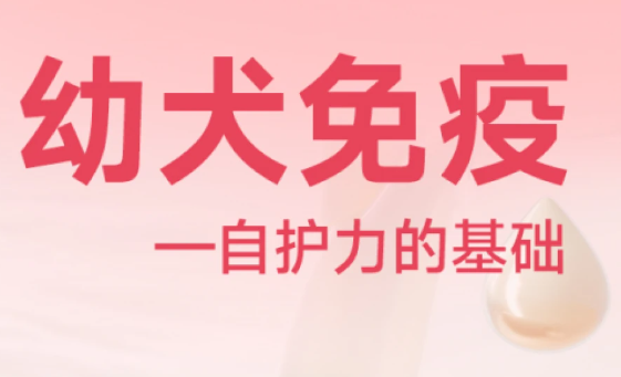 凯锐思幼犬狗粮:延续母乳呵护,吃出来的自护力 凯锐思幼犬狗粮:延续母乳呵护,吃出来的自护力