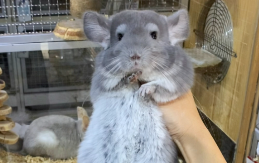 龙猫吃什么?以主粮为主的食谱推荐 龙猫吃什么?以主粮为主的食谱推荐