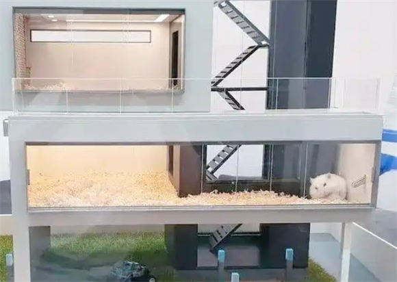 仓鼠糖尿病的关键迹象与全面防范策略