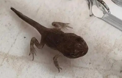 小蝌蚪有没有尾巴