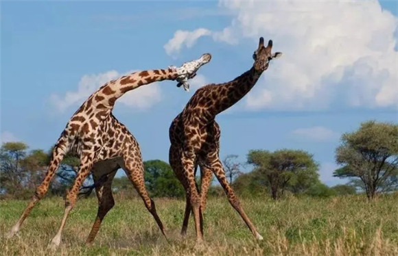 长颈鹿的特色 长颈鹿的特色