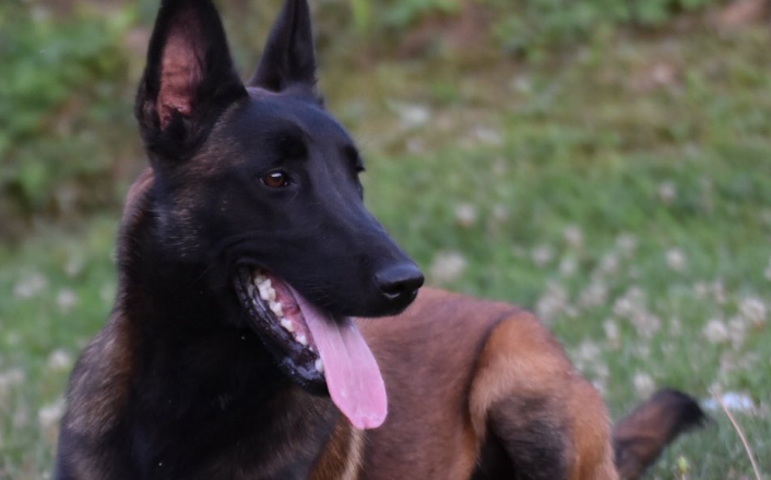 揭秘马犬毛色的秘密与魅力!-宠物网