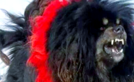 鬼獒与藏獒的关系及鬼獒的真实存在性探讨