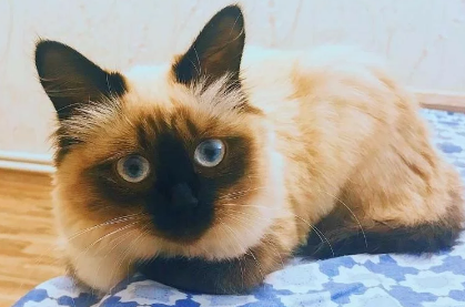 巴厘猫：暹罗猫的优雅变种！