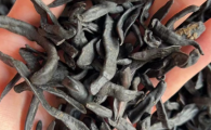 干水蛭现在多少钱一斤