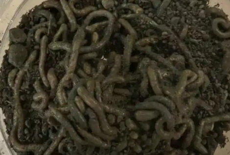 青鱼吃黑蚯蚓吗