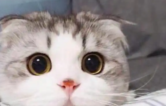 爱猫人士，一定要了解的猫咪，苏格兰折耳猫