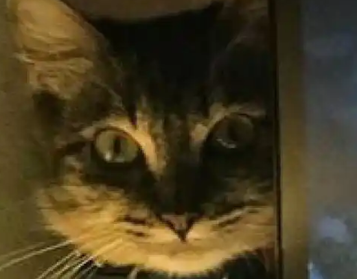 主人坐着打游戏,猫咪就在屏幕旁盯着看,眼神有点恐怖 主人坐着打游戏,猫咪就在屏幕旁盯着看,眼神有点恐怖