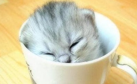 迷你茶杯猫：袖珍猫咪的奇妙世界