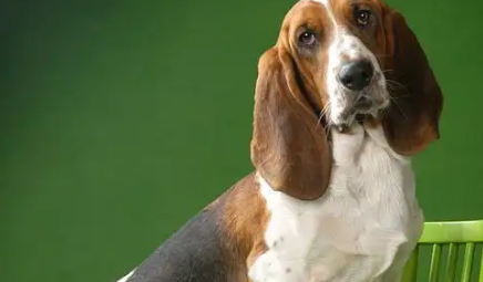 纯种的巴吉度犬该怎么鉴别? 纯种的巴吉度犬该怎么鉴别?