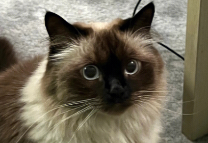 揭秘巴厘猫：长毛界的省心小天使