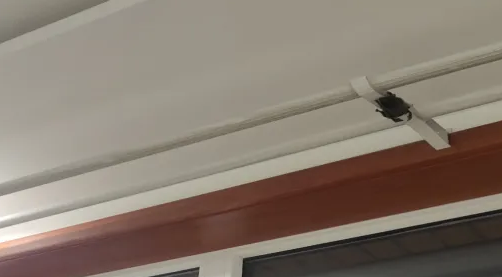 蝙蝠是不是动物