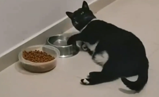 女子家的猫咪喝水时，用前爪蘸着水喝。网友：不理解但尊重