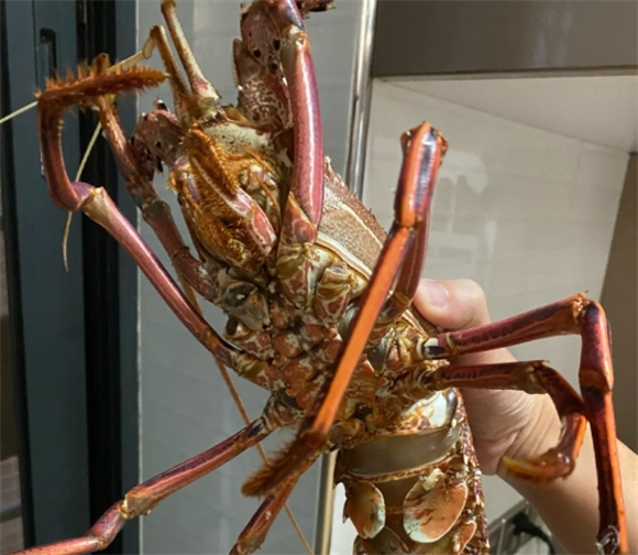 澳洲龙虾怎么保鲜
