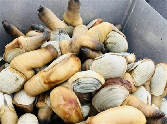 象拔蚌能缩回去吗