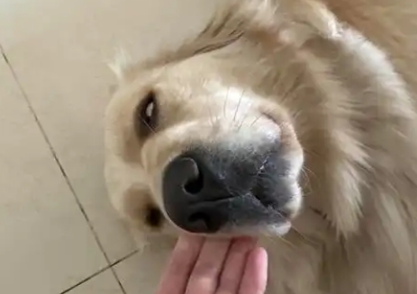 狗狗吐白色泡沫怎么解决