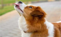 狗能吃苦瓜汁吗