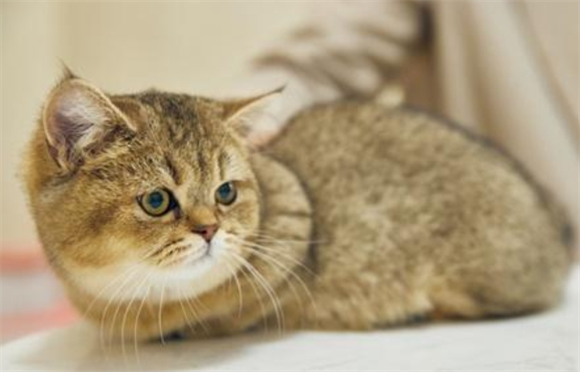 养猫必备：原始猎食渴望猫粮真的绝绝子！