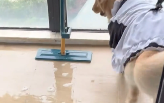 女子家洗衣机漏水,金毛甩头提醒。女子:有时候觉得自己挺有灵性的 女子家洗衣机漏水,金毛甩头提醒。女子:有时候觉得自己挺有灵性的