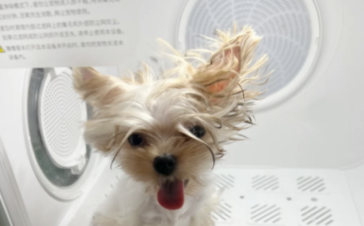 宠校长宠物烘干机有必要买吗 宠校长宠物烘干机有必要买吗